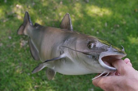 where are channel catfish found